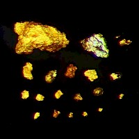 Gold grains in photo were recovered from glacial transported till samples taken on the west grid of the Kwai Property in Red Lake, Ontario. Some are pristine in shape and have not travelled far from their source. Recovery was done by gravity separation using a Wilfrey Shaking Table, and a gold pan.